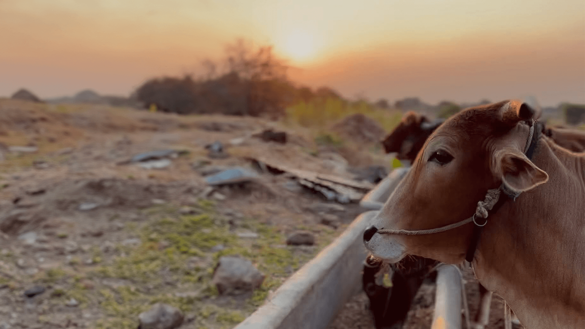 A brown cow with a rope halter looks into the distance at sunset, standing by a feeding trough in the countryside at Dhyaana Farms.