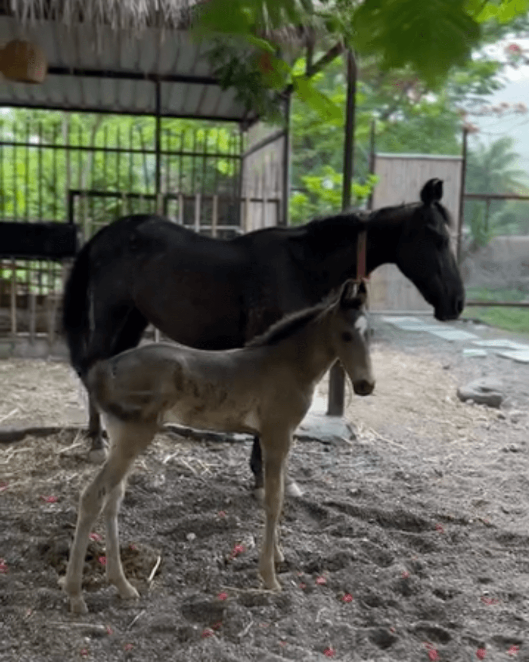 A black horse stands in a sheltered area with a young foal beside it, surrounded by greenery in the Farmstay in Aurangabad Dhyaana Farms.