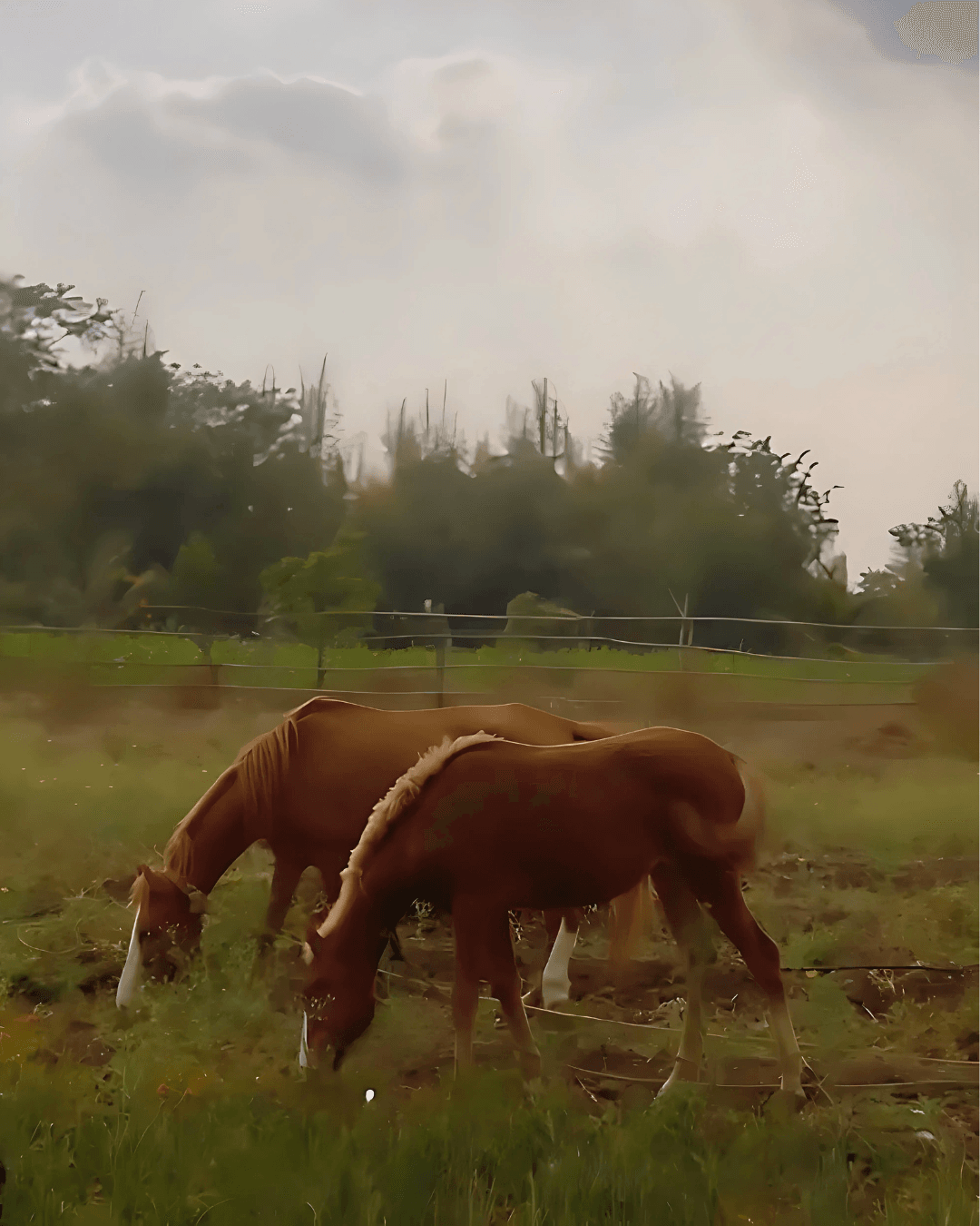 Two brown horses with white markings graze in a green pasture, surrounded by trees and a fenced area in Dhyaana Farms