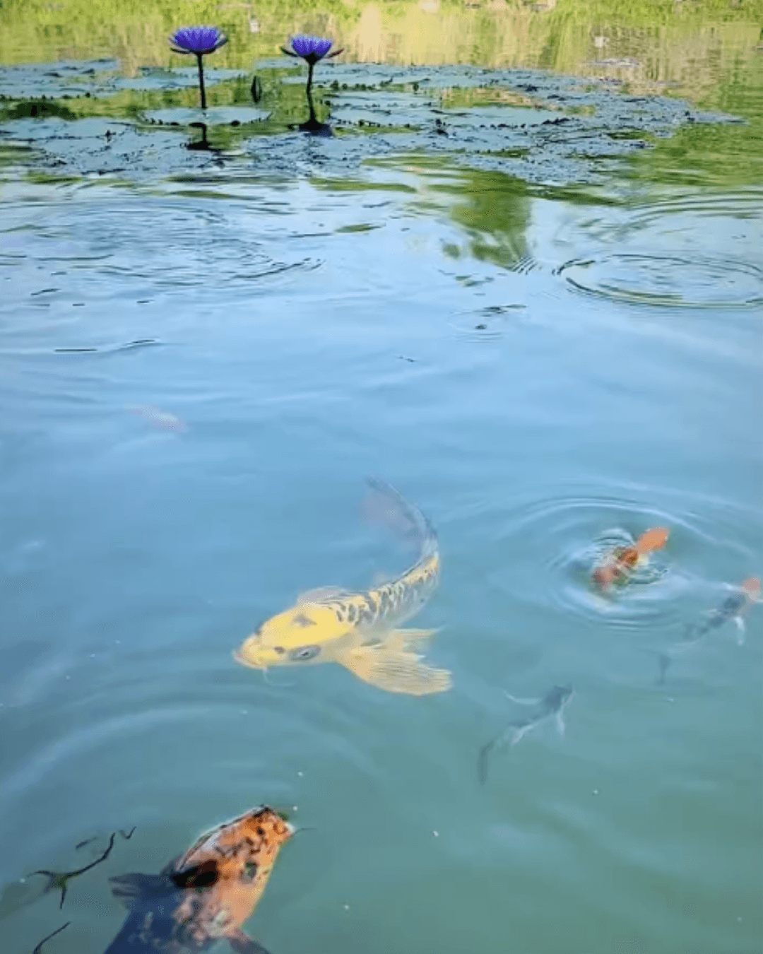 Colorful koi fish swim in a calm pond with blooming purple water lilies and green lily pads in Dhyaana Farms