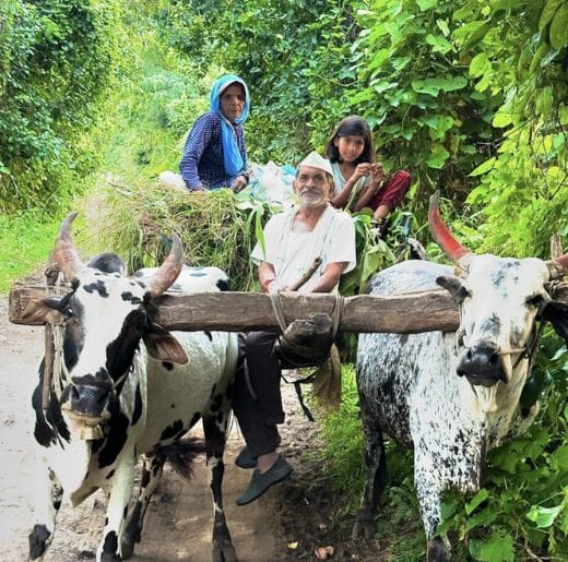 Experiences 6 Local farmers riding a traditional bullock cart through lush greenery, showcasing rural life with Dhyaana Farms village exploration