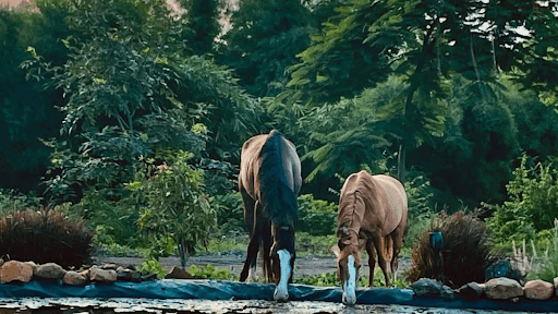 A New Design and Travel Shift Shaping Sustainable Travel in 2025 4 Two horses, one black and one brown, drinking water at a pond, surrounded by lush green trees and natural scenery at Dhyaana Farms