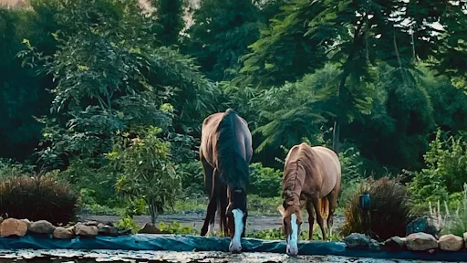 Luxury wellness farm stays are rising - Here is why! 1 Two horses, one black and one brown, drinking water at a pond, surrounded by lush green trees and natural scenery at Dhyaana Farms