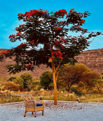 Solitary wicker chair under a vibrant red flowering tree, set against a serene mountain landscape in Dhyaana Farms Aurangabad